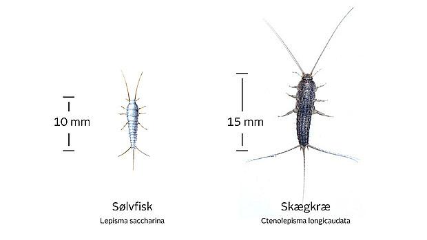Sølvfisk og skægkræ. Ejerforeningen Damhushave